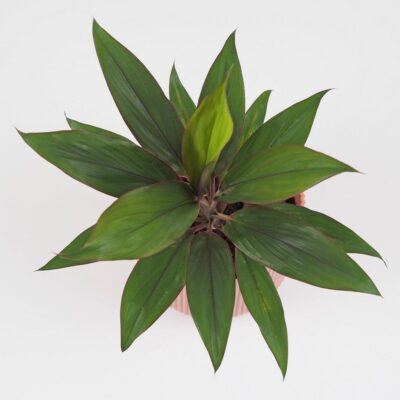 Cordyline fruticosa ‘Rumba’ cordyline fruticosa rumba izbova rastlina