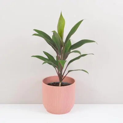 cordyline fruticosa rumba izbova rastlina