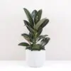 ficus elastica melany tmavy fikus nenarocna izbova rastlina