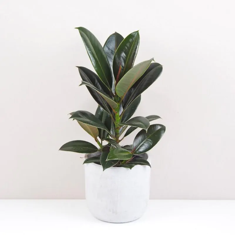 ficus elastica melany tmavy fikus nenarocna izbova rastlina