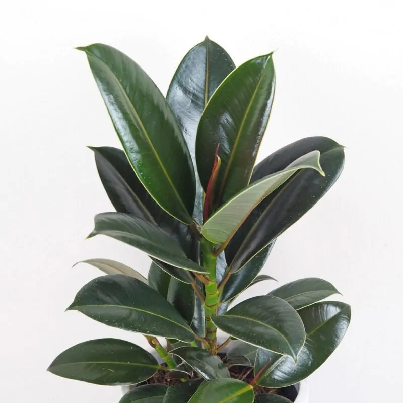 ficus elastica melany tmavy fikus nenarocna izbova rastlina