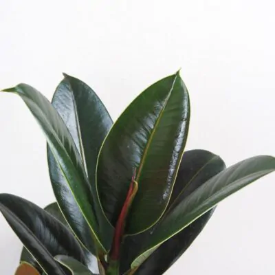 ficus elastica melany tmavy fikus nenarocna izbova rastlina
