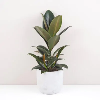 ficus elastica melany tmavy fikus nenarocna izbova rastlina