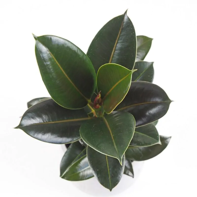ficus elastica melany tmavy fikus nenarocna izbova rastlina