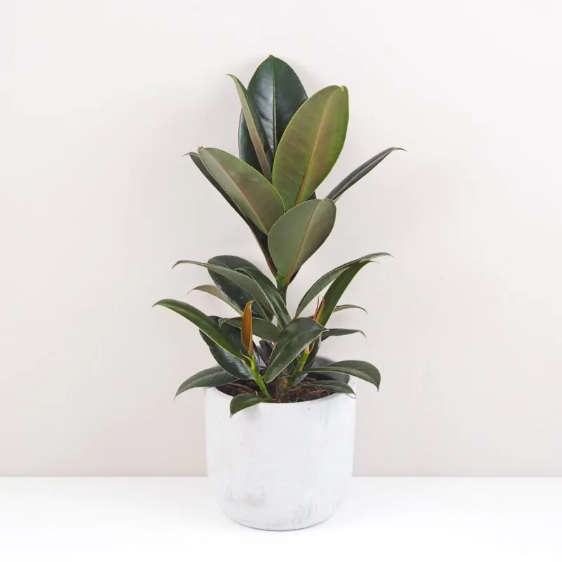 ficus elastica melany tmavy fikus nenarocna izbova rastlina