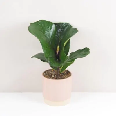 Starostlivosť o Fikusy: Tipy na pestovanie a zaujímavosti ficus lyrata izbove rastliny
