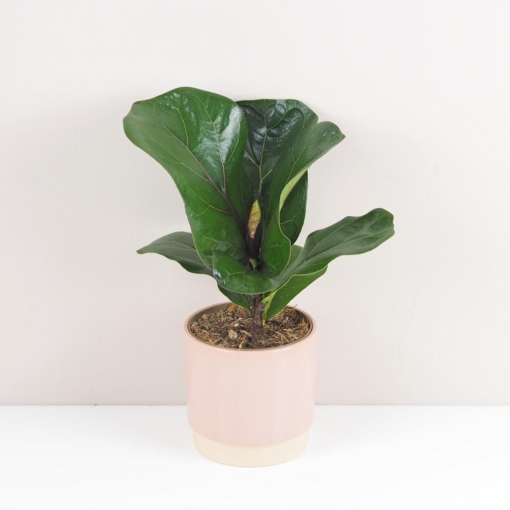 Ficus lyrata bambino stredný