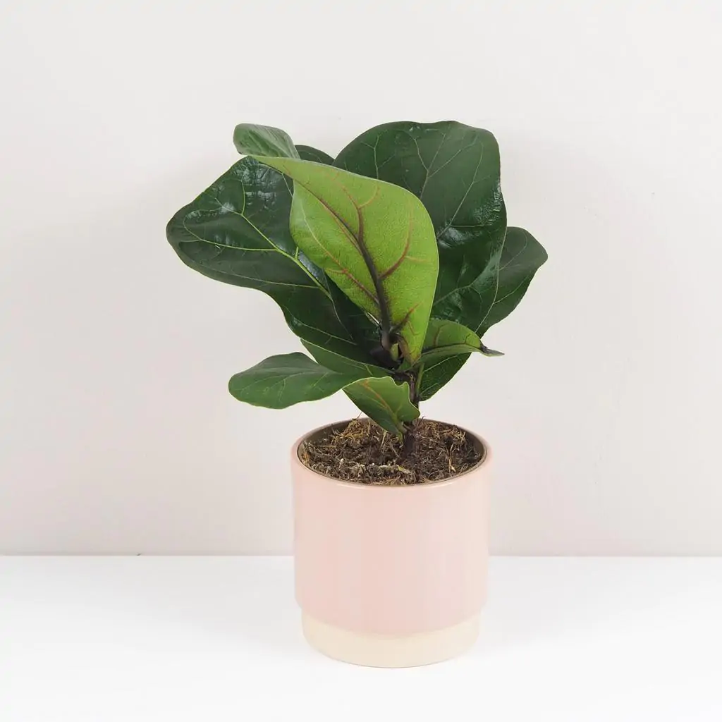 Ficus lyrata bambino stredný ficus lyrata izbove rastliny