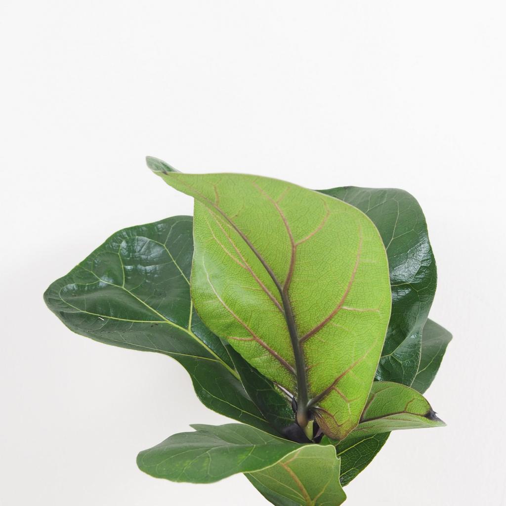 Ficus lyrata bambino stredný ficus lyrata izbove rastliny