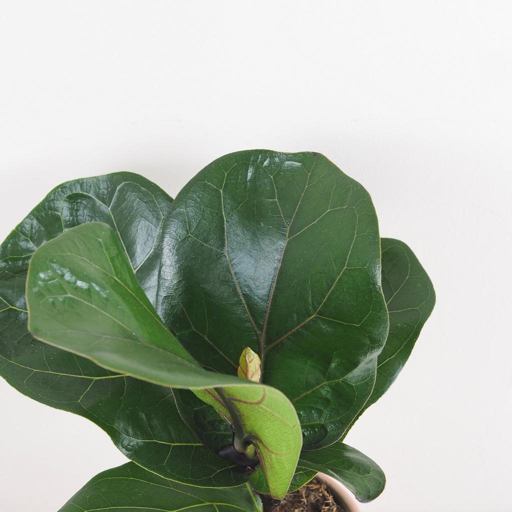 Ficus lyrata bambino stredný ficus lyrata izbove rastliny