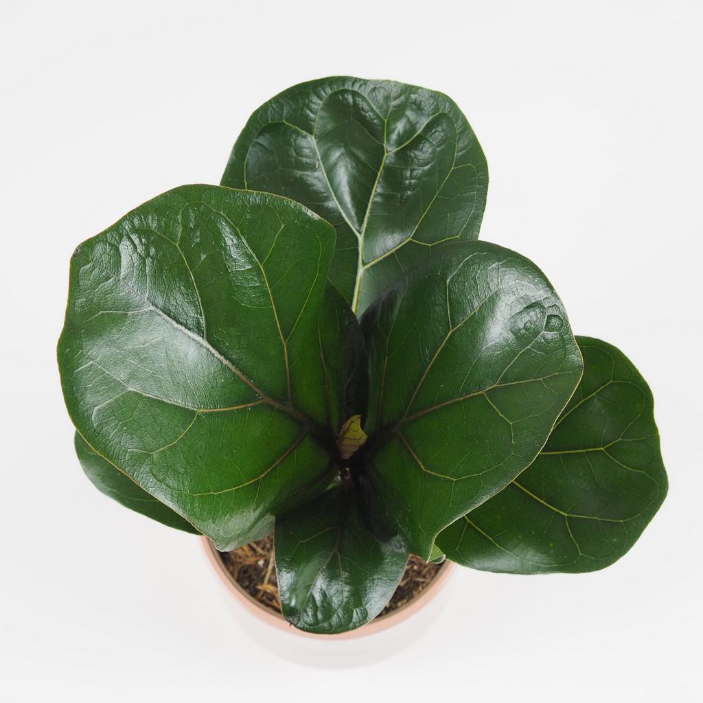 Ficus lyrata bambino stredný ficus lyrata izbove rastliny