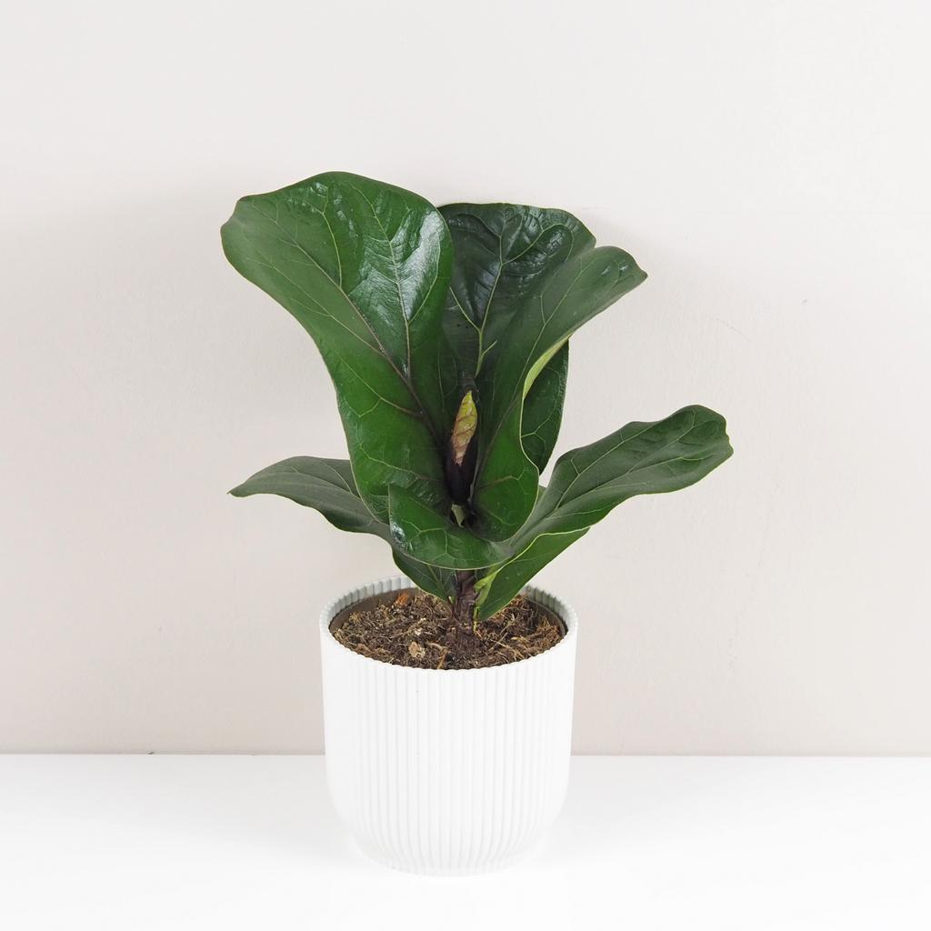 Ficus lyrata bambino stredný ficus lyrata izbove rastliny