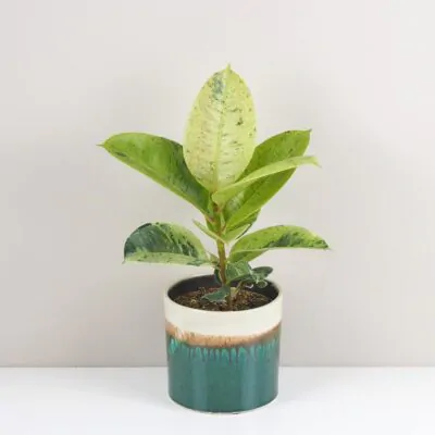 Ficus elastica ‘Shivereana’ Ficus elastica Shivereana izbove rastliny