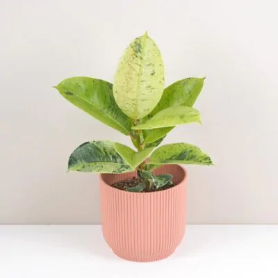 Ficus elastica ‘Shivereana’ Ficus elastica Shivereana izbove rastliny