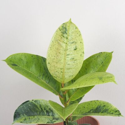 Ficus elastica ‘Shivereana’ Ficus elastica Shivereana izbove rastliny