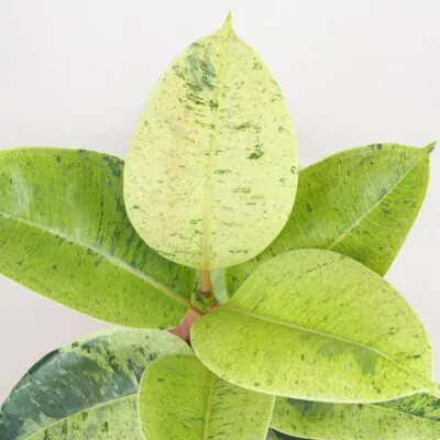 Ficus elastica ‘Shivereana’ Ficus elastica Shivereana izbove rastliny