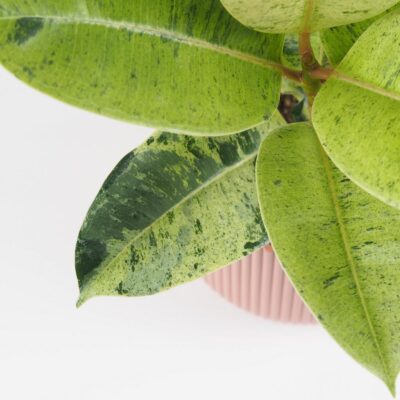 Ficus elastica ‘Shivereana’ Ficus elastica Shivereana izbove rastliny