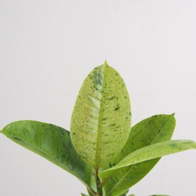 Ficus elastica ‘Shivereana’ Ficus elastica Shivereana izbove rastliny