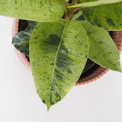 Ficus elastica ‘Shivereana’ Ficus elastica Shivereana izbove rastliny