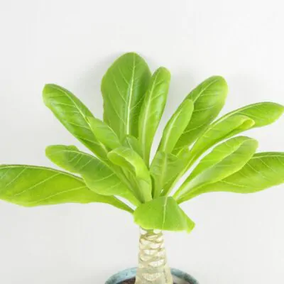 Havajská palma / Brighamia insignis Havajska palma Brighamia insignis izbove rastliny