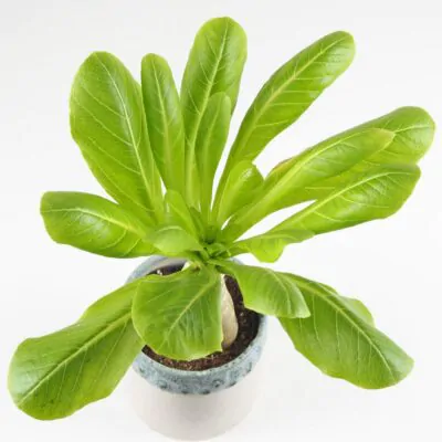 Havajská palma / Brighamia insignis Havajska palma Brighamia insignis izbove rastliny