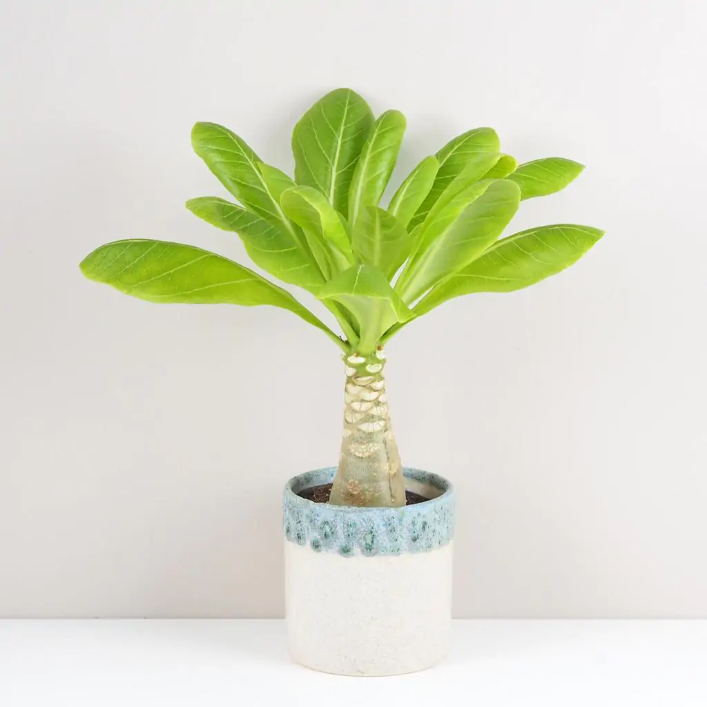 Havajská palma / Brighamia insignis