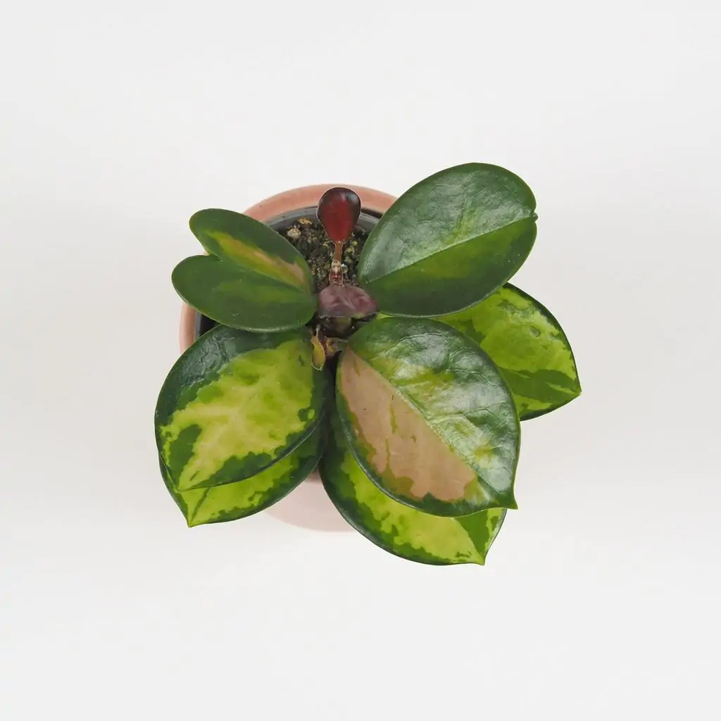 Hoya australis ‘Lisa’ malá