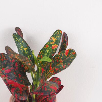 Krotónovec strakatý / Codiaeum variegatum ‘Red Batik’ malý codiaeum variegatum krotonovec red batik kroton