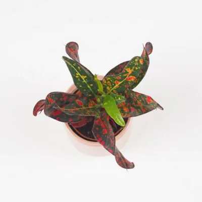 Krotónovec strakatý / Codiaeum variegatum ‘Red Batik’ malý codiaeum variegatum krotonovec red batik kroton