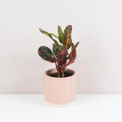 Krotónovec strakatý / Codiaeum variegatum ‘Red Batik’ malý codiaeum variegatum krotonovec red batik kroton