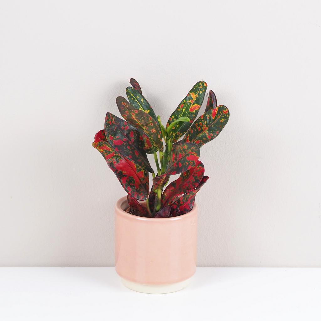 Krotónovec strakatý / Codiaeum variegatum ‘Red Batik’ malý