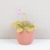 Mäsožravá rastlina Pinguicula Guatemala