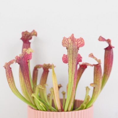 Masozrava rastlina Sarracenia tess masozravka izbova rastlina