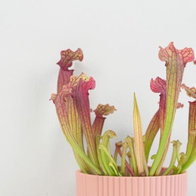 Mäsožravá rastlina Sarracenia tess Masozrava rastlina Sarracenia tess masozravka izbova rastlina