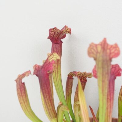 Masozrava rastlina Sarracenia tess masozravka izbova rastlina
