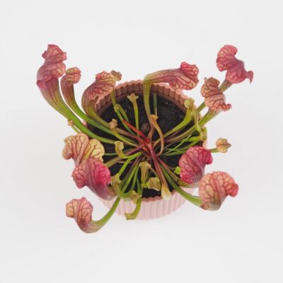 Masozrava rastlina Sarracenia tess masozravka izbova rastlina