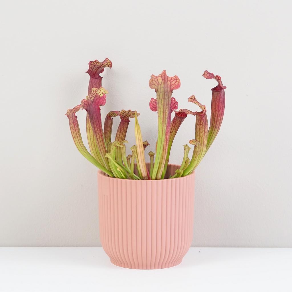 Mäsožravá rastlina Sarracenia tess