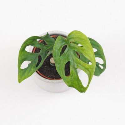 Monstera adansonii Mint baby Monstera adansonii Mint mini tahava panasovana izbova rastlina