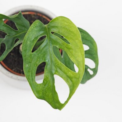 Monstera adansonii Mint mini tahava panasovana izbova rastlina