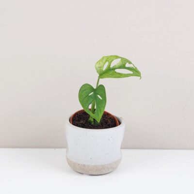 Monstera adansonii Mint mini tahava panasovana izbova rastlina
