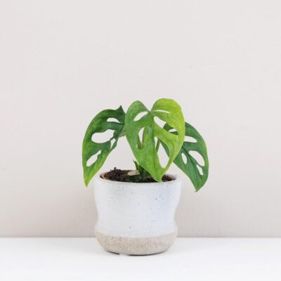 Monstera adansonii Mint mini tahava panasovana izbova rastlina