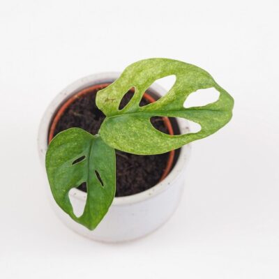 Monstera adansonii Mint mini tahava panasovana izbova rastlina