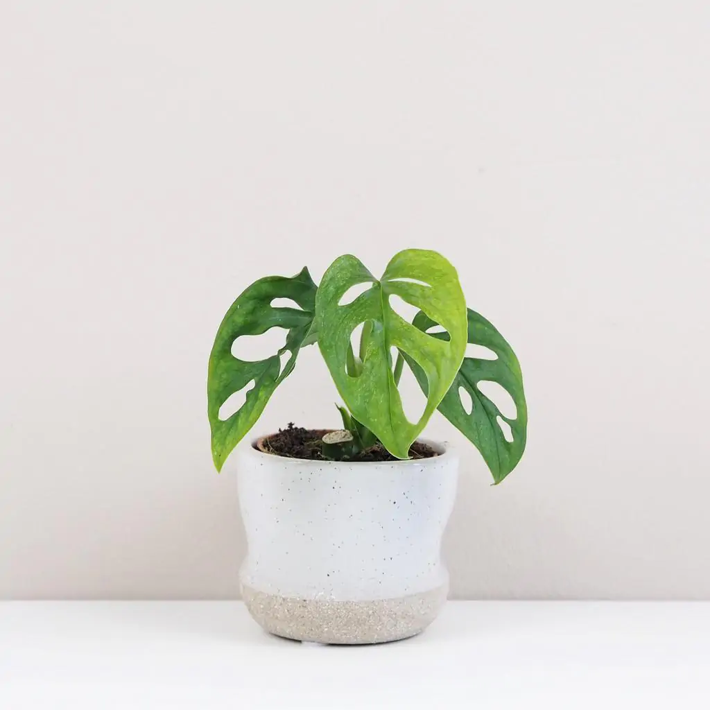Monstera adansonii Mint baby