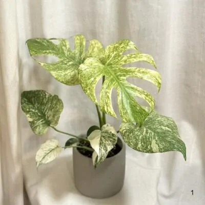 monstera deliciosa mint panasovana vzacna raritna izbova rastlina