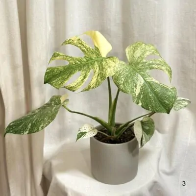 monstera deliciosa mint panasovana vzacna raritna izbova rastlina
