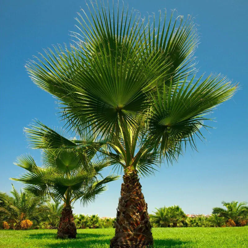 Semienka Washingtonia filifera palma zo semien semena izbovych rastlin