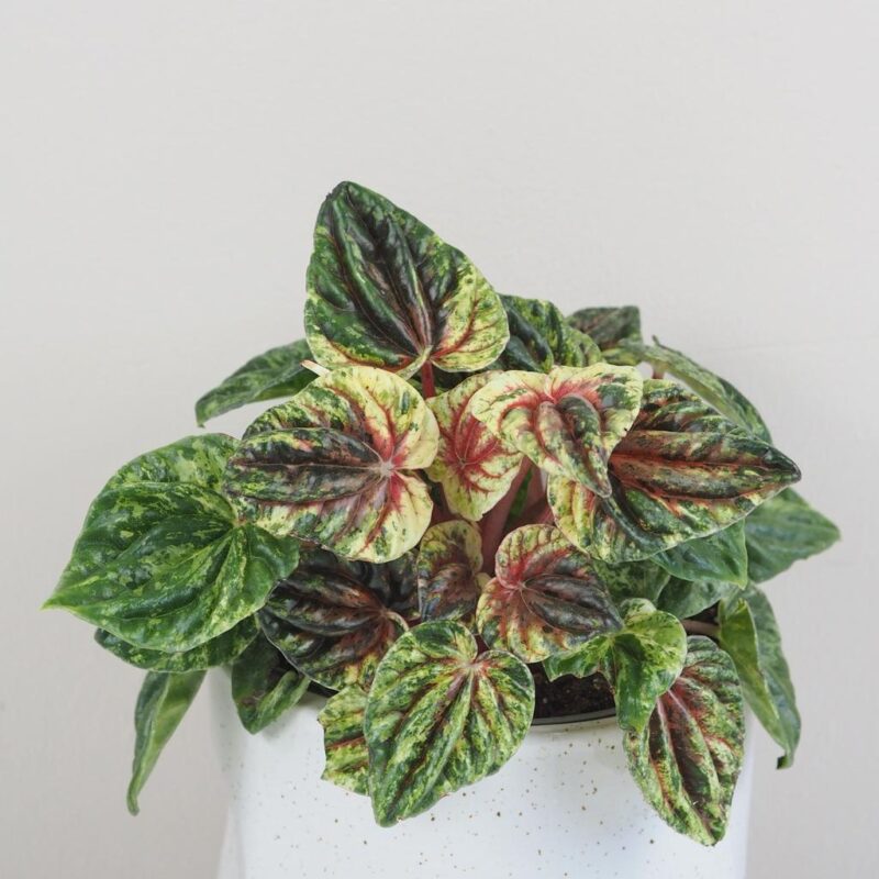 peperomia caperata Buenos Aires panasovana