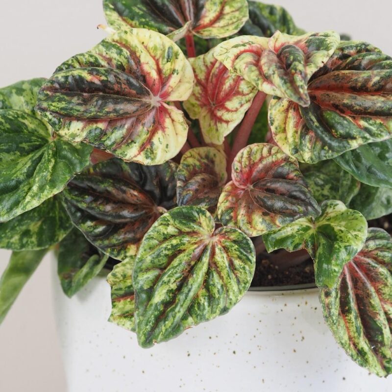 peperomia caperata Buenos Aires panasovana