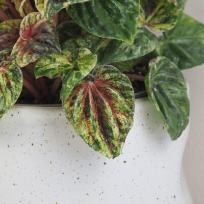 peperomia caperata Buenos Aires panasovana