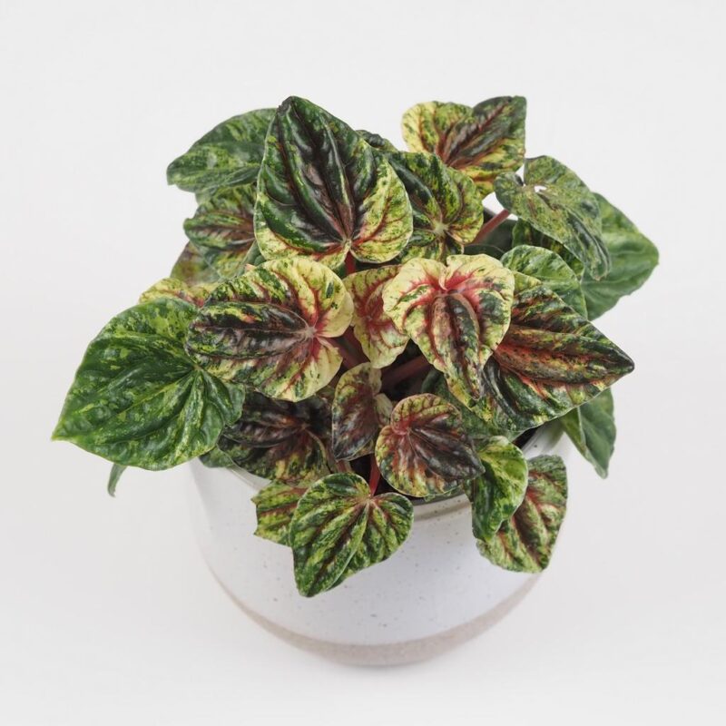 peperomia caperata Buenos Aires panasovana